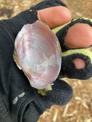 Atlanticoncha ochracea