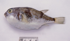 Reicheltia halsteadi