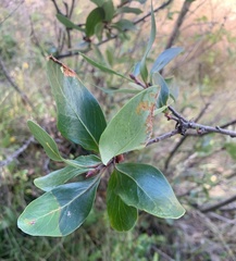 Embothrium coccineum
