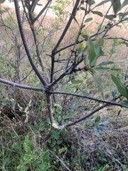 Embothrium coccineum