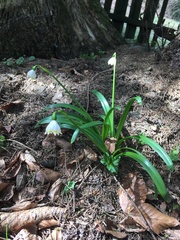 Leucojum vernum