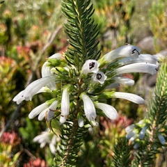 Erica thomae thomae