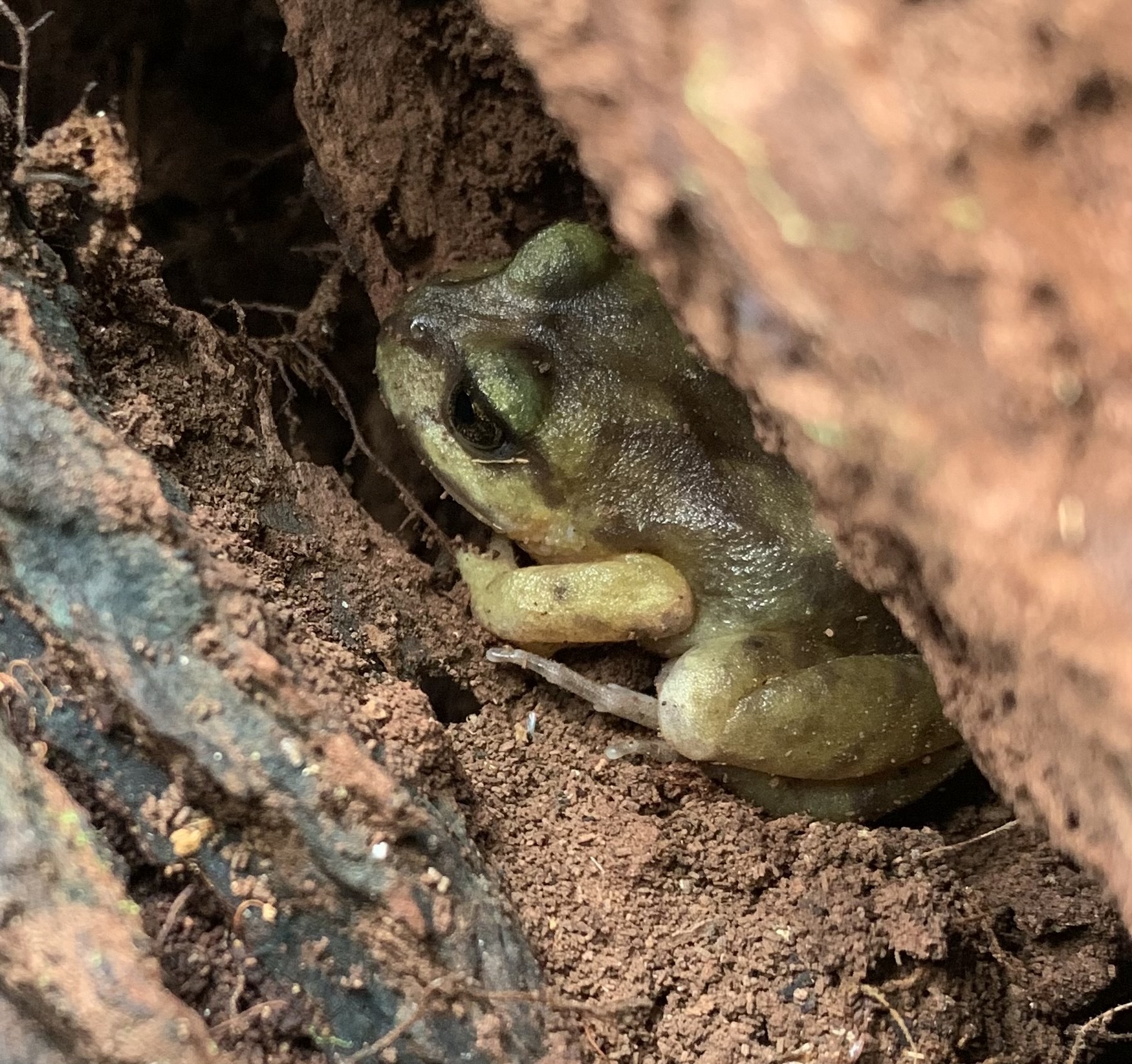 Eupsophus emiliopugini Formas, 1989