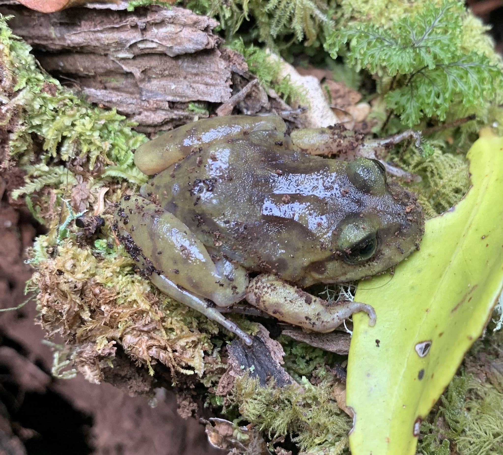 Eupsophus emiliopugini Formas, 1989
