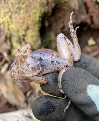 Eupsophus emiliopugini