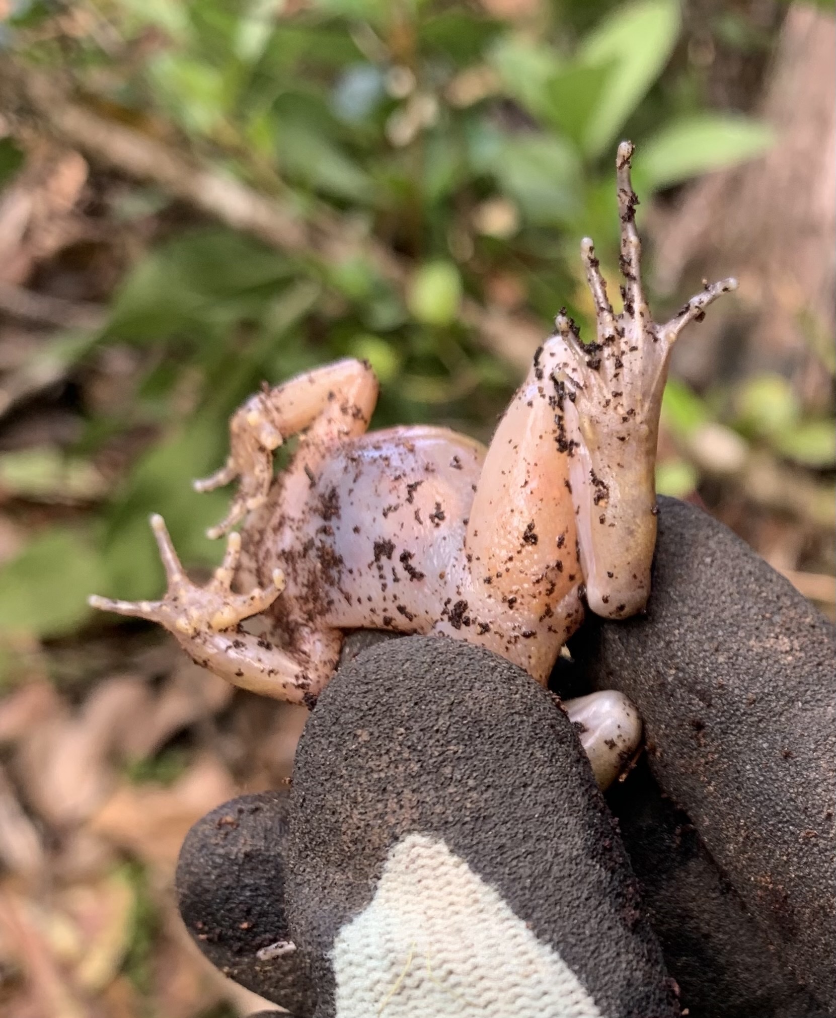 Eupsophus emiliopugini Formas, 1989