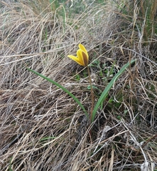 Tulipa uniflora