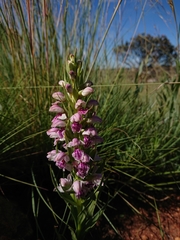 Brachycorythis conica transvaalensis