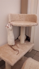 Rattus norvegicus domestica