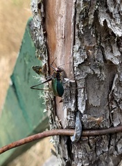 Stenophyllia modesta