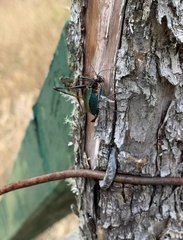 Stenophyllia modesta