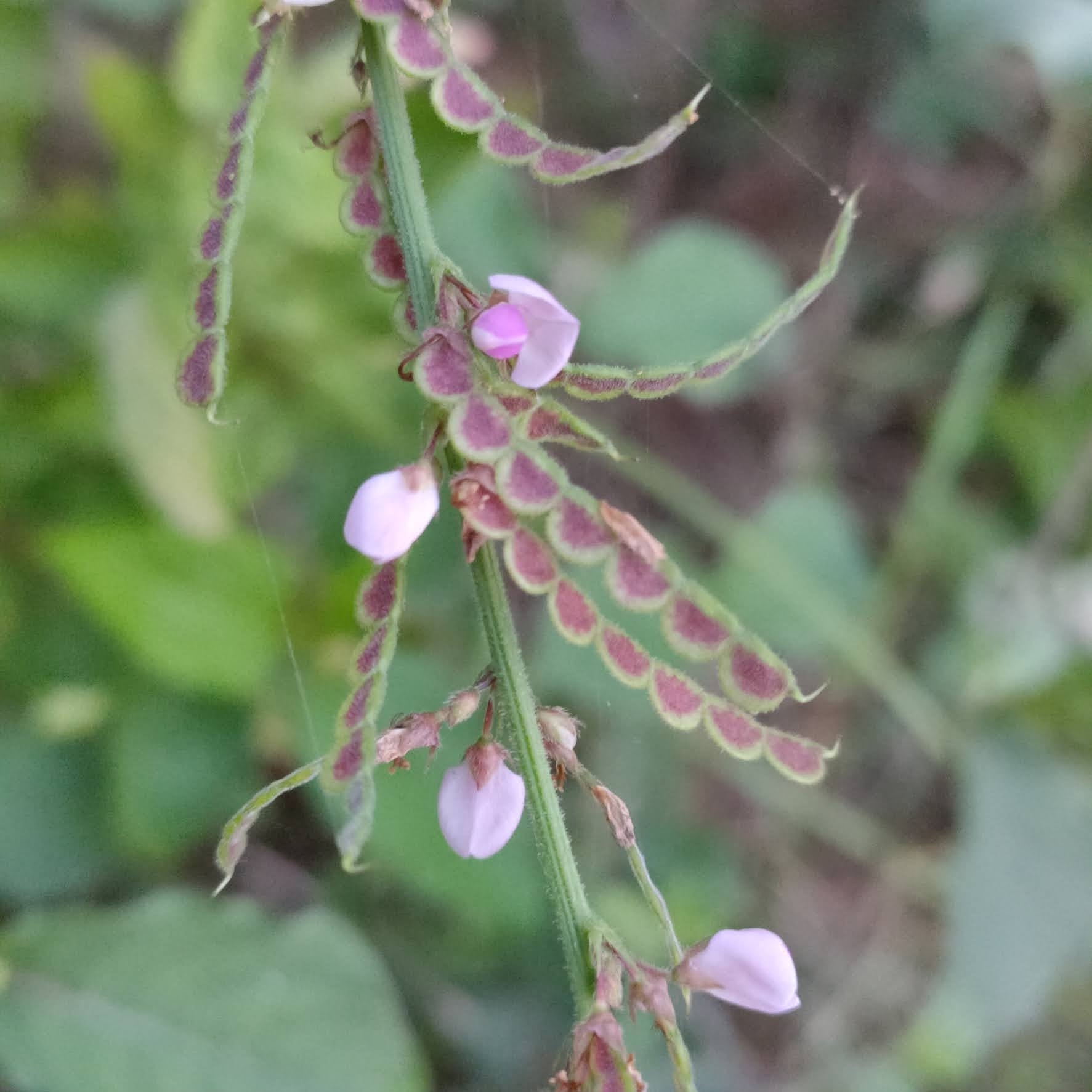 sal-leaved desmodium (Pleurolobus gangeticus) · iNaturalist, image size:1773x1773