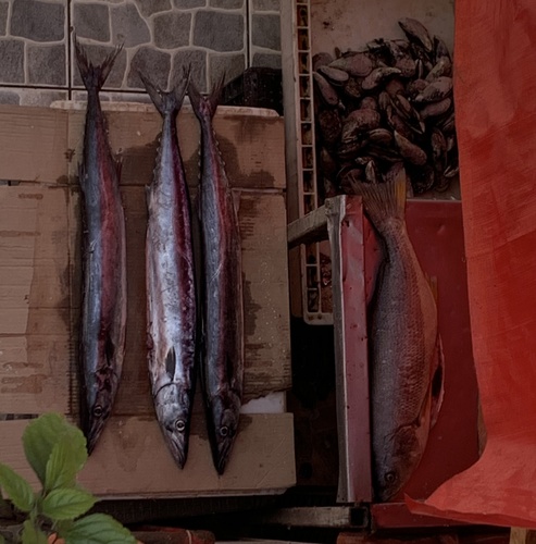 Corvina Drum