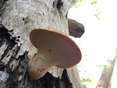 Cerioporus squamosus