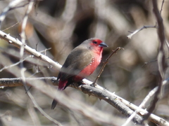 Lagonosticta rubricata