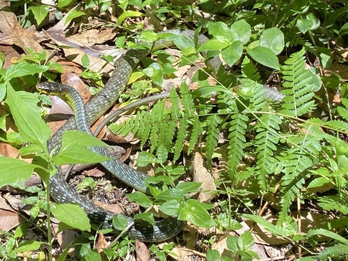 Common Tree Snake sighting