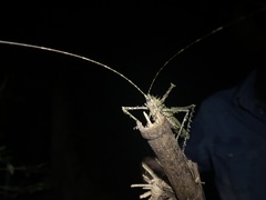 Phricta aberrans
