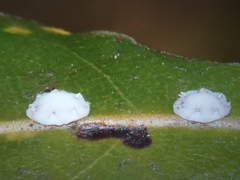 Ceroplastes floridensis