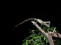 Phricta aberrans