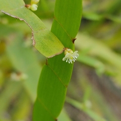 Muehlenbeckia platyclada