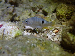 Lutjanus monostigma