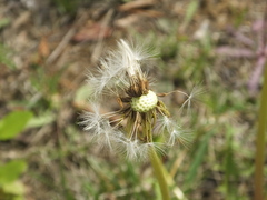 Taraxacum coreanum