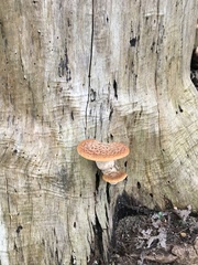 Cerioporus squamosus