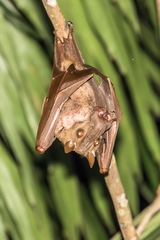 Hypsignathus monstrosus