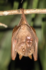 Hypsignathus monstrosus