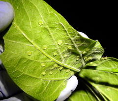 Pachypsylla celtidisasterisca