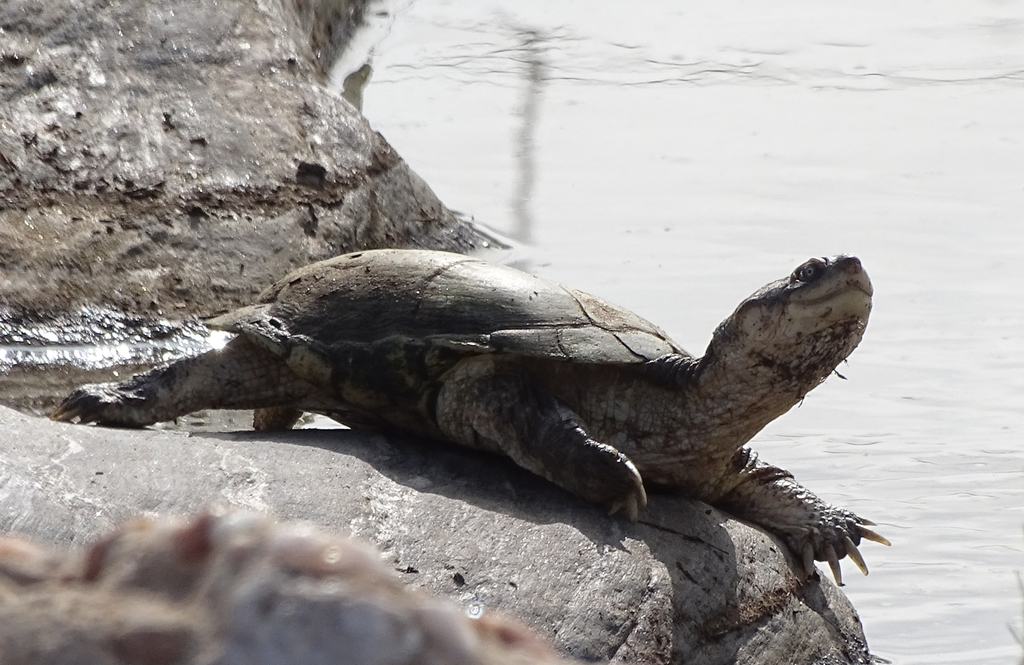 Helmeted Turtle from Along M53 road, Khomas Region, Namibia on January ...