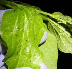 Pachypsylla celtidisasterisca