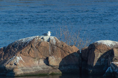 Larus cachinnans