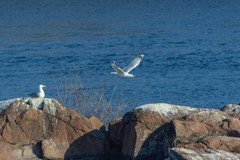 Larus cachinnans