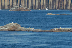 Larus cachinnans