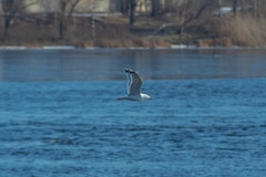 Larus cachinnans