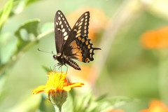 Papilio polyxenes stabilis