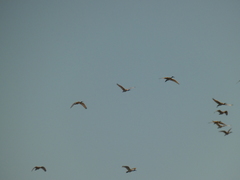 Threskiornis aethiopicus