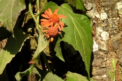 Pseudogynoxys benthamii