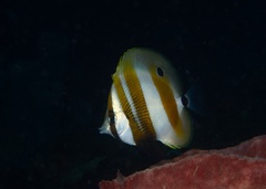 Coradion chrysozonus