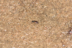 Bembidion articulatum