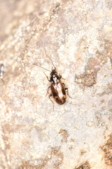 Bembidion dentellum