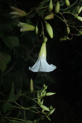 Distimake macrocalyx