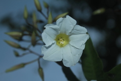 Distimake macrocalyx