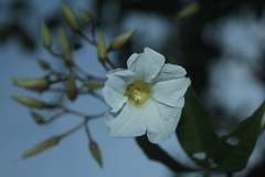 Distimake macrocalyx