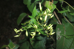 Distimake macrocalyx