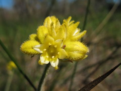 Conostylis aculeata aculeata