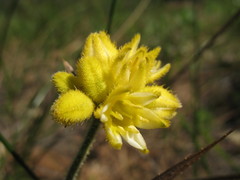 Conostylis aculeata aculeata