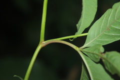 Distimake macrocalyx