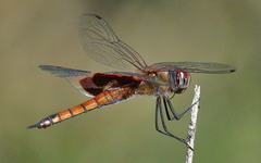 Tramea eurybia
